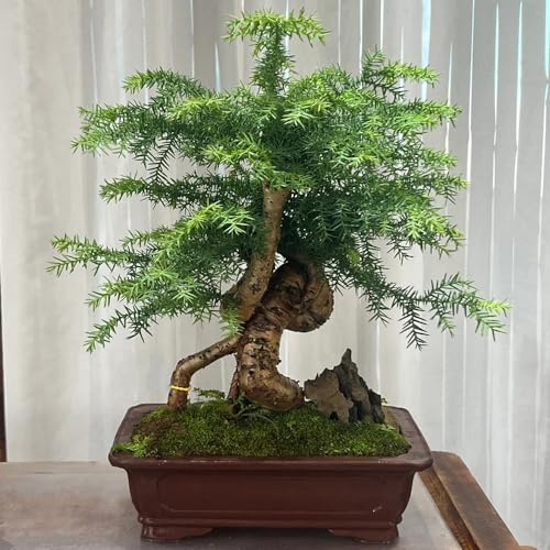 semillas de Araucaria verdes de jardinería Decoraciones jardín exteriores balcón jardín variedades antiguas resistentes en exteriores orgánico 30pcs