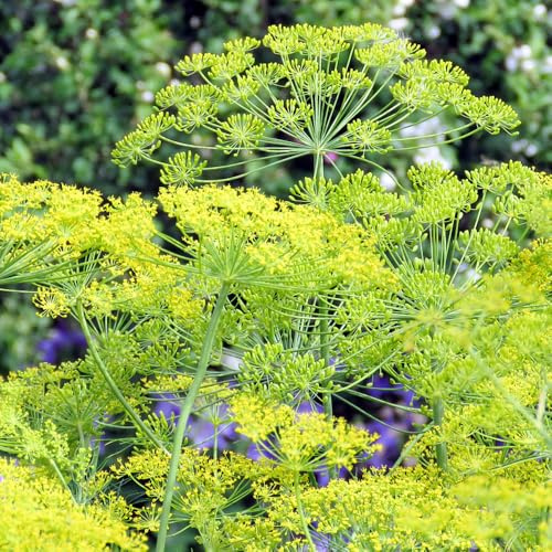 semi di aneto rare giardino in vaso decorazione esotiche 550pcs