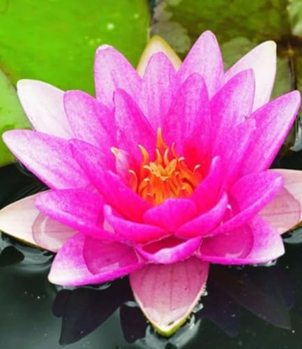 BALDUR Garten 1x Seerose (Nymphaea) 'Pink', Knolle in Größe I, monatelang traumhaft schöne Blüten, begehrte Wasserpflanze, winterhart, mehrjährig & pflegeleicht, leuchtender Blickfang im Teich