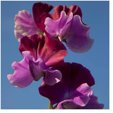PREMIER SEEDS DIRECT - Sweet Pea Seeds - Purple PIMPERNELL (30 Seeds)