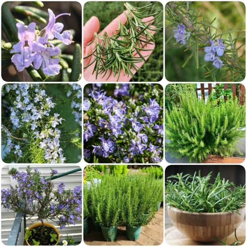 Semi di rosmarino, rare semi di da giardino per aiuole rialzate resistenti per il giardino selvatiche prodotti sostenibili esotiche 300pcs