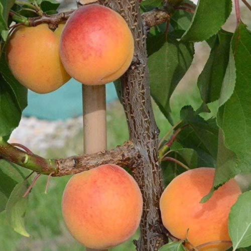 Klosterneuburger Marille Aprikose Rote Marille reichtragend 110-140 cm