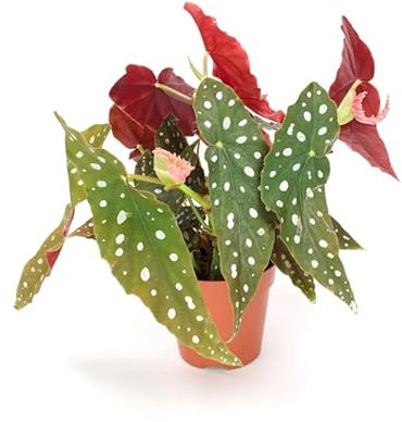Begonia Maculata Natural Planta Tropical y Exótica - Poco Riego