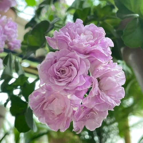 50 pcs geranien samen stehend, blumen pflanzen, ostergeschenke garten blumen winterhart, kletterpflanzen winterhart blumen balkon, bonsai samen blumensaat, balkonpflanzen winterhart