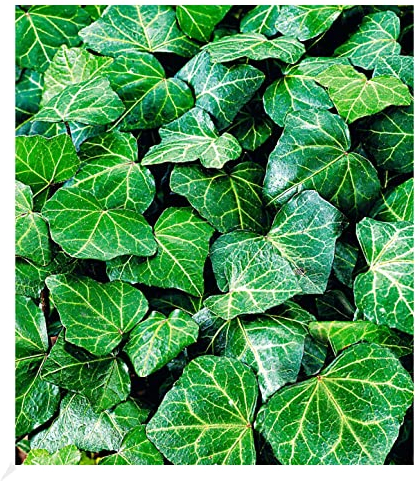 BALDUR Garten Winterharte Efeu Pflanze 'Baltica', 3 Pflanzen Bodendecker und Kletterpflanze, bienenfreundlich und schmetterlingsfreundlich, pflegeleicht, Wasserbedarf gering, Hedera Helix