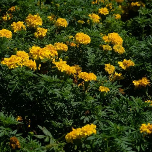 Semi di calendula biologici - vecchie varietà giardino, resistenti decorazione balcone in vaso 1000pcs