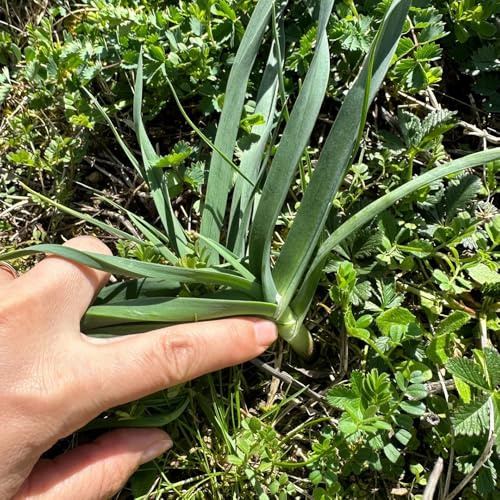 semillas de puerro orgánicas - Decoración jardín, resistentes 200pcs