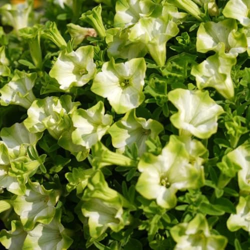 semillas de petunia variedades orgánicas tradicionales trepadoras jardín de en el balcón Decoraciones jardín exteriores con, 300pcs