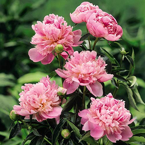 YouGarden Giant Peony 'Sarah Bernhardt', Bare Root Plant Ready to Plant, Large Flowers for Garden Pots, Borders, or Beds