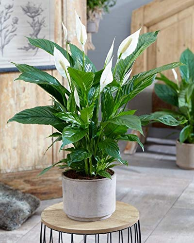 1 PIANTA DI SPATHIPHYLLUM VIVALDI BIANCO VASO 17CM SPATIFILLO PIANTA DA APPARTAMENTO