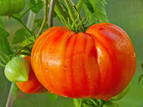 Tomat bullenhjärta frön från Portugal 100 % naturliga frön utan kemiska odlingshjälpmedel eller genteknik (100 frön)