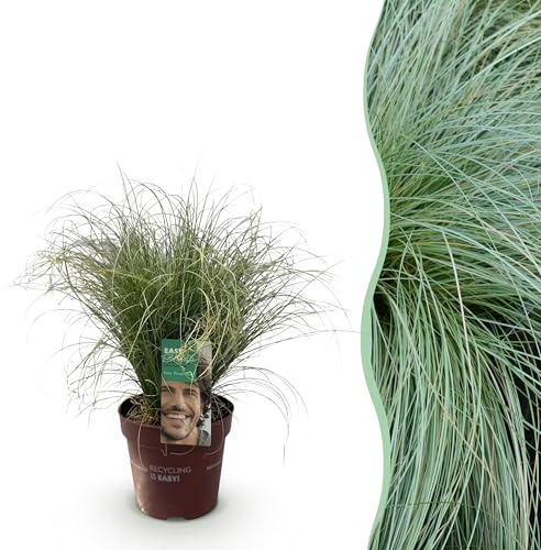 Prydnadsgräs - Carex comans Frosted Curls - Gröna - Vintergröna - Härdiga - 40-50cm - Ø17cm - Trädgårdsväxt