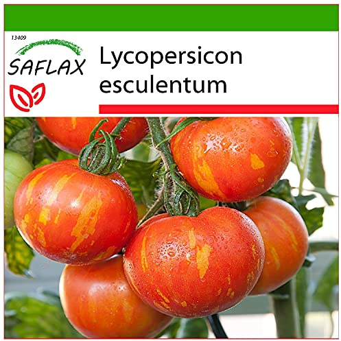 SAFLAX - Tomat - Tigerella - 10 Frön - Med pottsubstrat för bättre odling - Lycopersicon esculentum