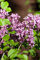 Syringa meyeri 'Palibin' 30-40 cm - Zwergflieder, zartrosa Blüten, Blütezeit Mai-Juni, ideal für kleine Gärten, duftend, pflegeleicht