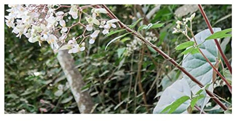 Seeds Plants Shop ID343 Lot de 10 graines de bégonia multinervia