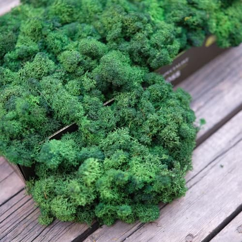 Prefleur Preserved Reindeer Moss Natural Green DIY Kit Terrariums Gardenning Art Wall Decor Florist Decor Easter Table Decor Wedding Decor (0.85lb) (Green-04)