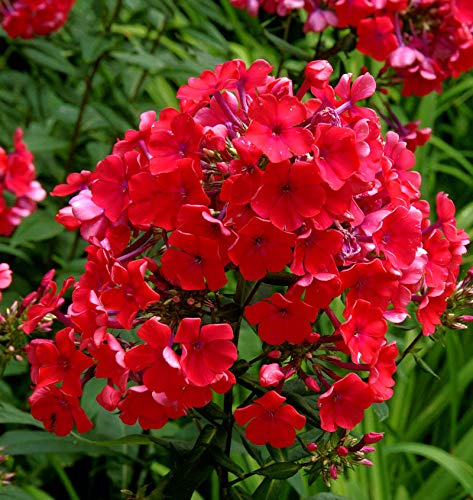 Hohe Flammenblume Starfire - Phlox Paniculata