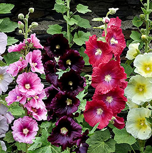 Seeds4planting - Seeds Hollyhock Spring Mix Perennial Flowers