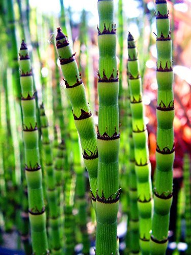 PondPlantsUK 2 x Native Plants for Ponds - Including a Pot and Compost - Live Water Aquatic Lake Marginal (Equisetum Hyemale)