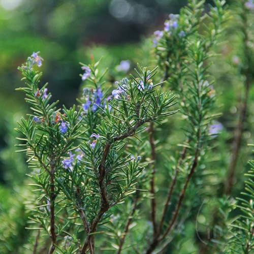 Semi di rosmarino, semi per aiuole rialzate di medicinali resistenti per il giardino verdi vecchie varietà rare 250pcs