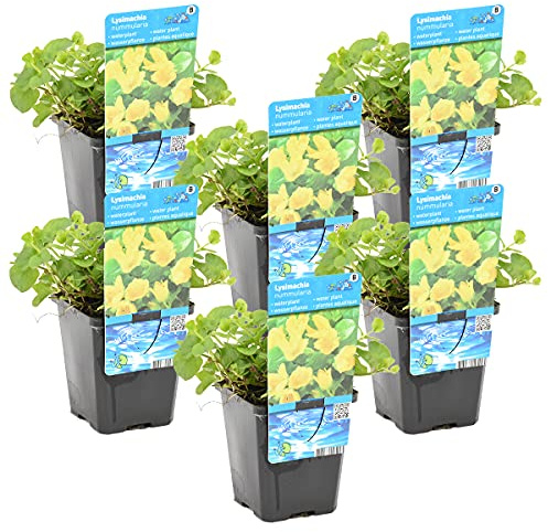 Bloomique - Set de 6 - Lysimachia nummularia - Hierba del dinero/moneda - Plantas de estanque - Acuáticas - Resistente al frío - Altura 10-20 cm - Maceta 9 cm