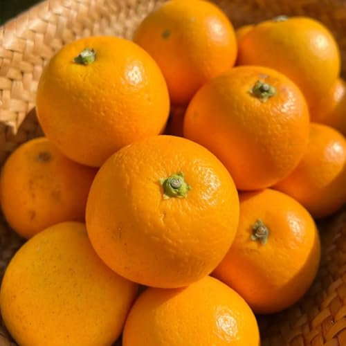 orangenbaum winterhart samen - obstbäume deko pflanzen bio saatgut zitruspflanzen winterharte pflanzen für kübel säulenobstbäume kletterpflanzen winterhart hängepflanze obst samen 15pcs