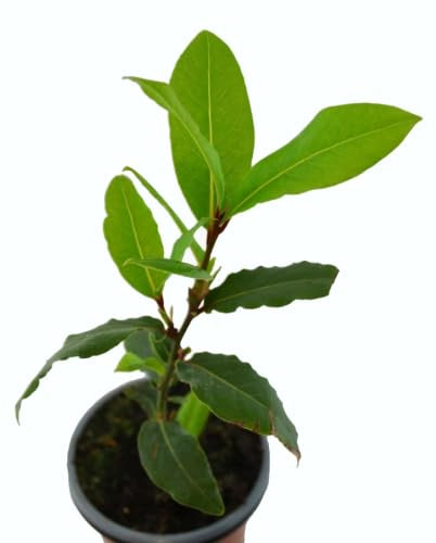 Mini Árbol de Laurel | DECOALIVE | Árbol de Interior y Exterior | Planta Aromática