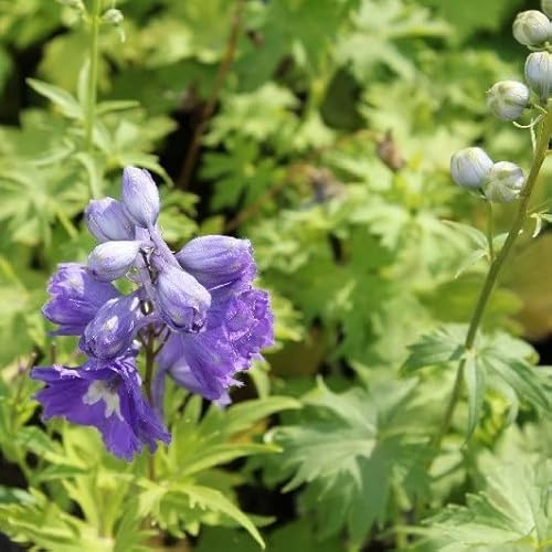 6x Speronella – Delphinium 'Lady Guinevere' – Vaso 9x9 cm – fioritura rosa giardino