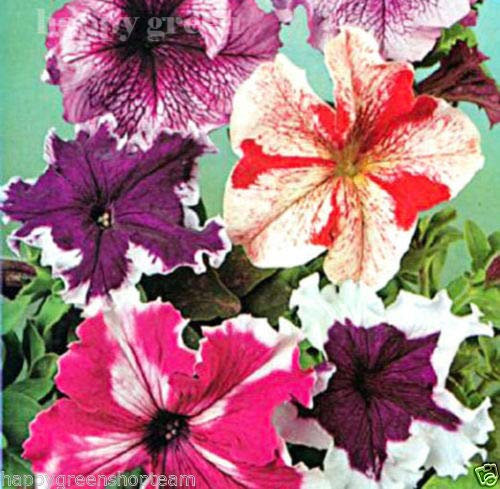 Semi Freschi - Pétunia Superbissima - 50 Semi - Pétunia Grandiflora - Fleur de Balcon : Graines