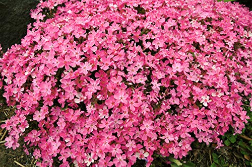 Flammenblume rot 50 Samen