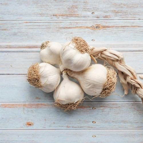 semillas de ajo de jardín ajo invierno semillas jardín interior variedades tradicionales del balcón bonsái interior medicinales invierno 300pcs