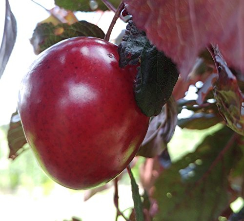 Rote Pflaume `Trailblazer´, Buschbaum, 120-150cm im Topf