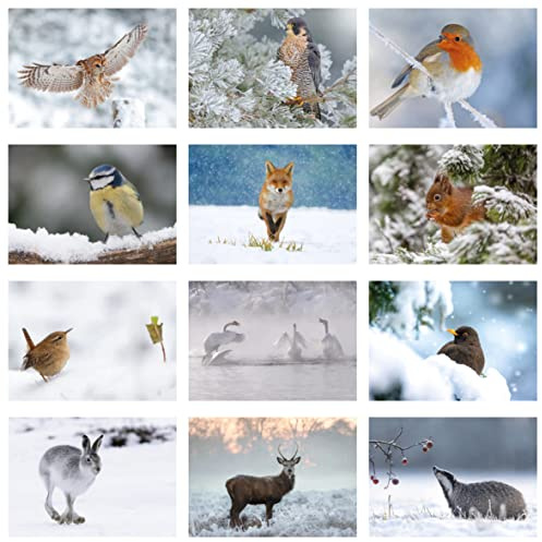 Pack of 24 British Winter Wildlife Greeting Cards. Blank Cards and Envelopes. Eco-Friendly Cards, Envelopes and Box. Blank Inside.
