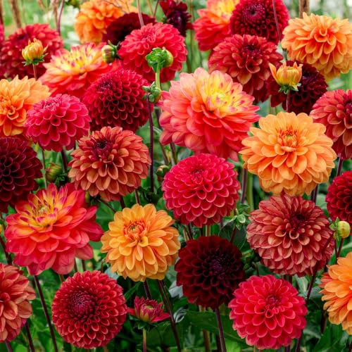 Dahlias bulbes collection Indian Summer (5 pièces grand) - parfumés de Hollande - mélange exclusif de bulbes de dahlias avec des fleurs pour le jardin et les pots (pas de graines)