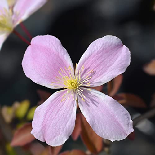 Clematis Montana 'Fragrant Springs' Plant Old Man's Beard Scented Climbing Hardy Shrub Pink Blooms Fast Growing Easy to Grow Your Own Garden Flowers 1 x 1.7-Litre Potted Plant by Thompson and Morgan