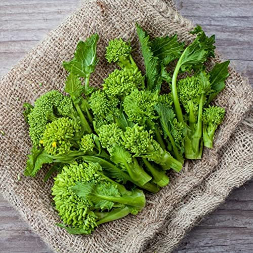 Semi BROCCOLETTI O CIME DI RAPA SESSANTINA In Busta Ermetica MADE IN ITALY Qualità superiore con 95% di germogliazione con istruzioni