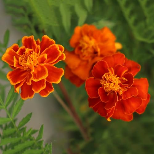 semi di calendula primaverile, selvatici di calendula biologici ornamentali decorazione per luoghi soleggiati rare, 60pcs