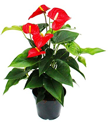Red Flowering Flamingo Flower, Anthurium anderanum, 17cm Pot