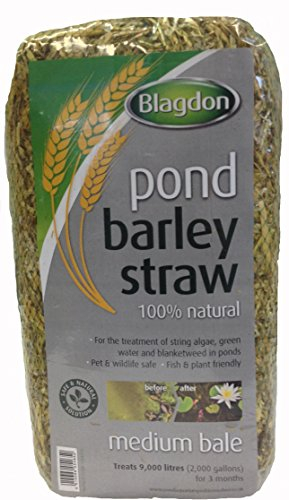 Blagdon Pond Barley Straw Bale, Medium, Clears Algae, Green Water and Blanketweed, Natural, for Ponds up to 9, 000 Litres