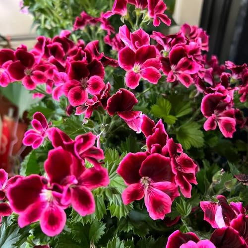 geranien samen hängend, blumensamen, winterharte pflanzen für garten pflanzen, balkon beet hochbeete für garten, bodendecker pflanzen winterhart wildblumensamen mehrjährig winterhart, 450pcs