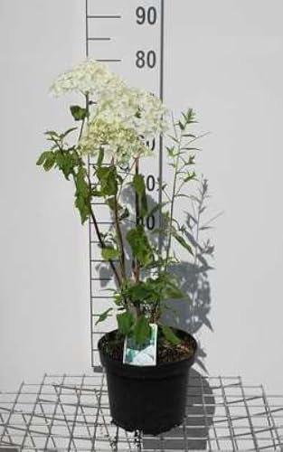 Hydrangea arb. 'Annabelle' - Hortensia De Virginie, Hydrangée De Virginie 50-60 cm en pot