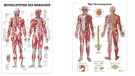 Ruediger Anatomie TA04 Muskelsystem des Menschen Tafel, 70 cm x 100 cm, Papier & 3B Scientific Lehrtafel laminiert - Das Nervensystem
