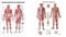 Ruediger Anatomie TA04 Muskelsystem des Menschen Tafel, 70 cm x 100 cm, Papier & 3B Scientific Lehrtafel laminiert - Das Nervensystem