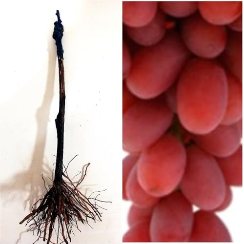 Una planta parra Injertada de uva sin semilla. A raiz Desnuda lista para plantar. Uva roja Crimson. Segura Garden. Frutos sabrosos sin molestias, ideal para disfrutar uvas sin semillas.