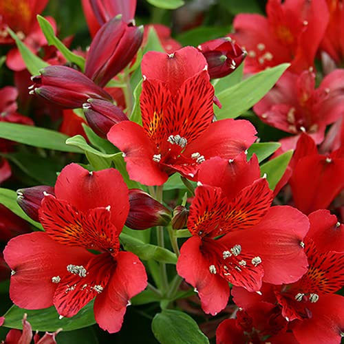 Vivai le Georgiche - Pianta vera di Alstroemeria Inticancha® Red Giglio peruviano, Giglio degli Incas - vaso Ø 14 cm