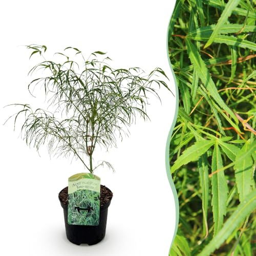 GreenboutiQ - Plante de terrasse - Érable japonais - Acer palmatum Koto-no-ito - Vert - 1 Plante - Feuillu - Pot de 19cm Hauteur 70cm