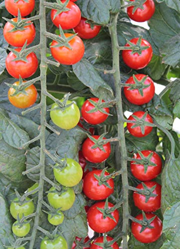 PREMIER SEEDS DIRECT -Cherry Tomato - Sweet Million F1-20 Finest Seeds