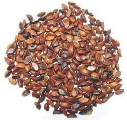 Phyllanthus Emblica Uva Spina Indiana Amla 5 Semi:Grani