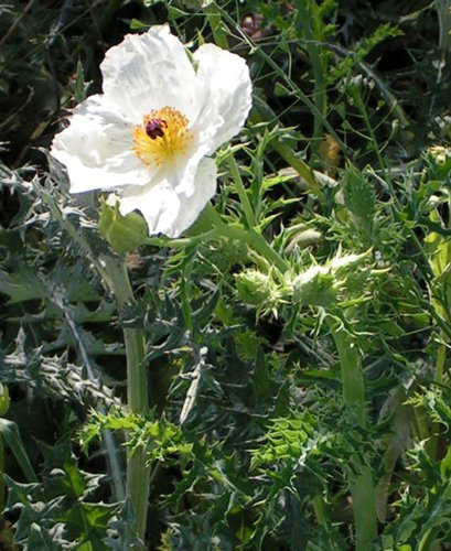 100 - Semillas de amapola espinosa blancos