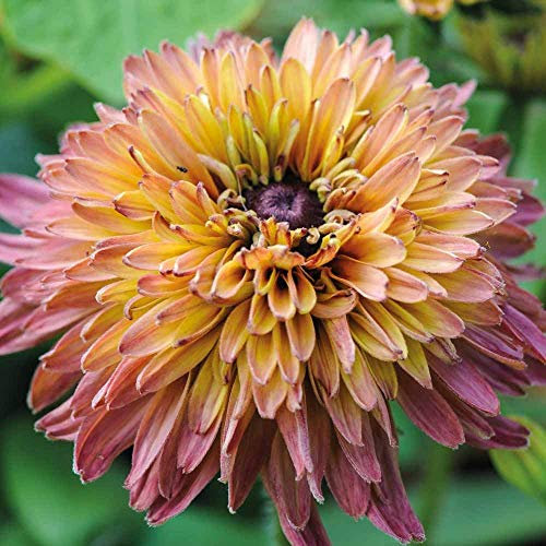 50 Semi di Sahara Mix Rudbeckia